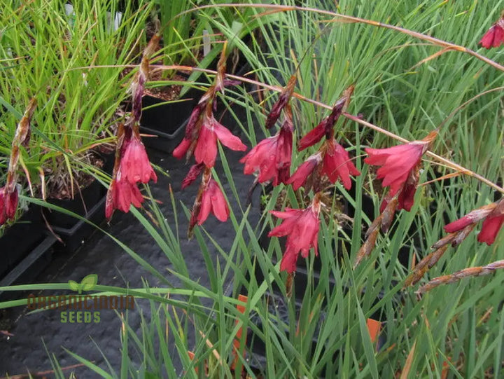 Pulcherrimum Flower Seeds for Planting NON GMO Seeds