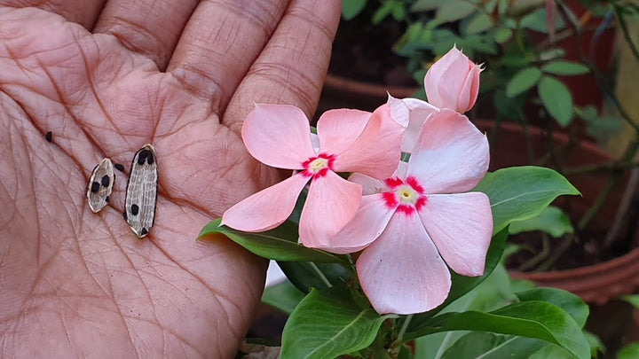 Heirloom Non-GMO Vinca Periwinkle Flower Seeds – Light Pink Blooms for Planting
