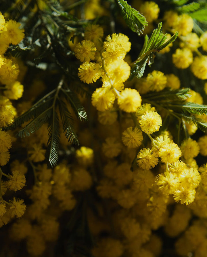 Heirloom Non-GMO Yellow Mimosa Flower Seeds for Bright and Fragrant Garden Planting