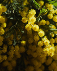Heirloom Non-GMO Yellow Mimosa Flower Seeds for Bright and Fragrant Garden Planting