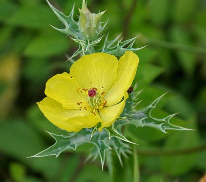 Heirloom Non-GMO Prickly Flower Seeds for Garden Planting – Hardy Drought-Resistant Blooms