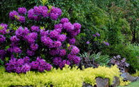 Heirloom Purple Rhododendron Flower Seeds, Non-GMO Vibrant Blooms for Planting