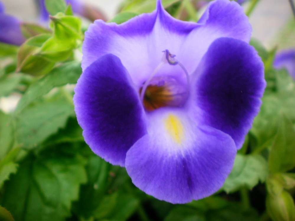 Heirloom Non-GMO Purple Torenia Kauai Flower Seeds | Shade-Loving Wishbone Plant Seeds for Hanging Baskets