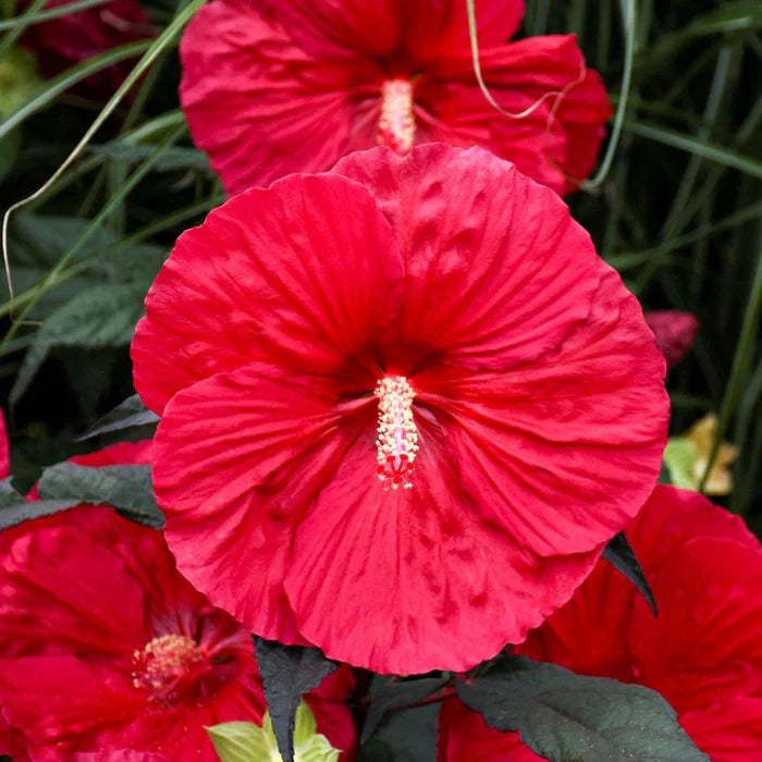 Perennial Flower Seeds for Planting - 100 pcs