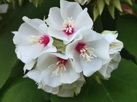 Dombeya Burgessiae Flower Seeds for Planting, NON GMO Seeds