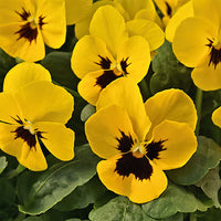 Heirloom Non-GMO Yellow Viola Flower Seeds for Planting – Bright Blooming Flower Seeds