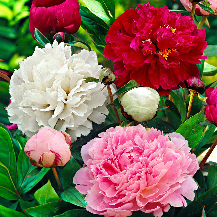 Heirloom Non-GMO Mixed Paeonia Suffruticosa Flower Seeds for Lush Garden Blooms and Seasonal Planting