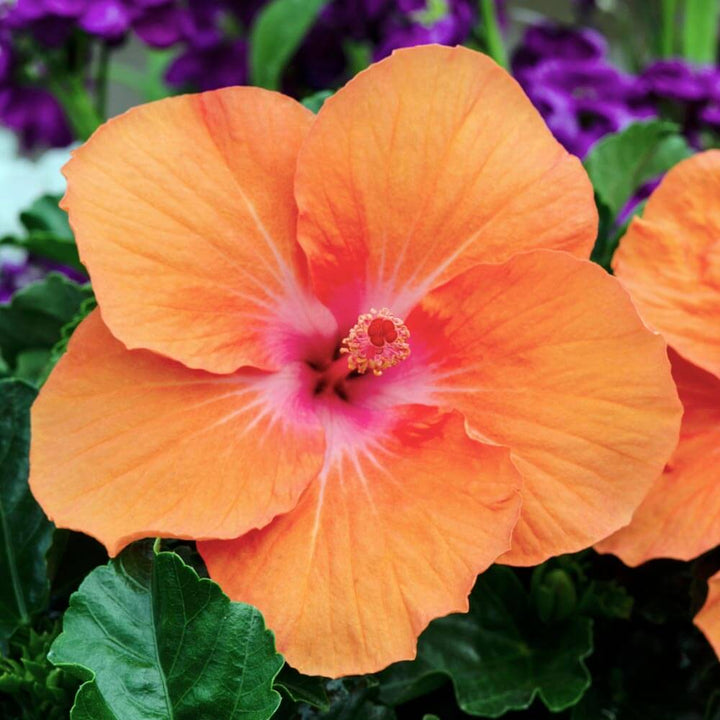 Heirloom Orange Hibiscus Rosa-Sinensis Flower Seeds – Non-GMO Tropical Blooms for Garden Planting