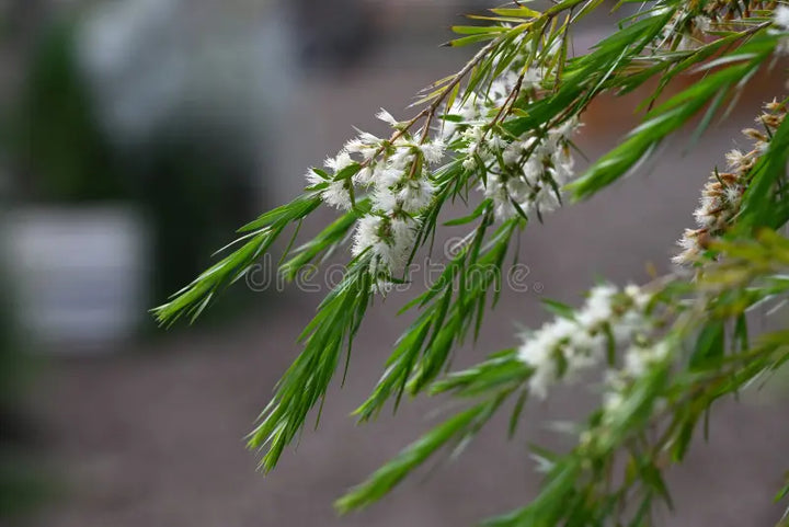 Fresh Alternifolia Flower Seeds for Planting - 100 pcs
