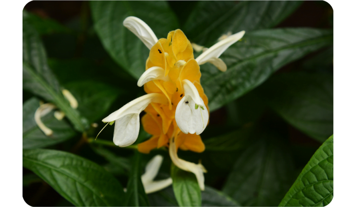 White Yellow Pachystachys Flower Seeds for Planting - NON GMO Seeds