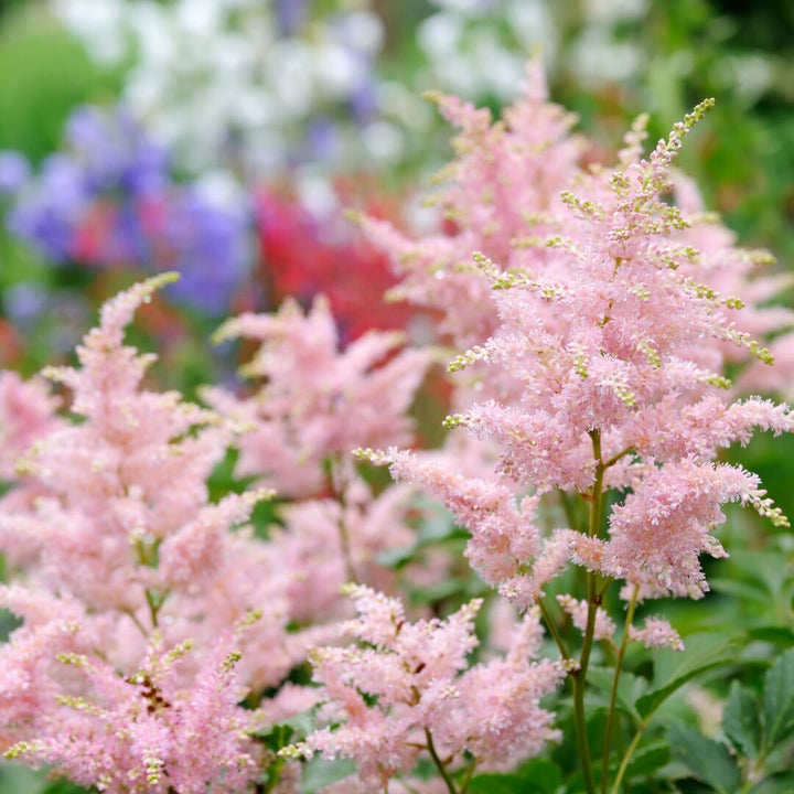 Baby Pink Astilbe Flower Seeds for Planting - Heirloom Seeds for Home Garden, Beautiful Blooms