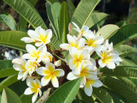 Yellow White Frangipani Flower Seeds â€“ Heirloom, Non-GMO Tropical Seeds for Planting