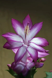 Violet Zygocactus Truncatus Flower Seeds for Planting - Non-GMO, Heirloom Garden Seeds