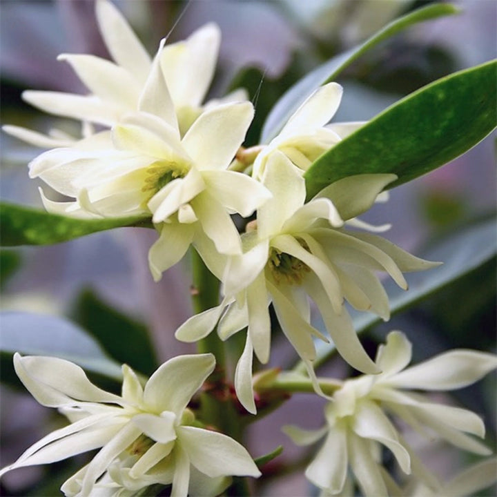 Heirloom Non-GMO Illicium Verum Plant Seeds – Star Anise Spice Seeds for Garden Planting