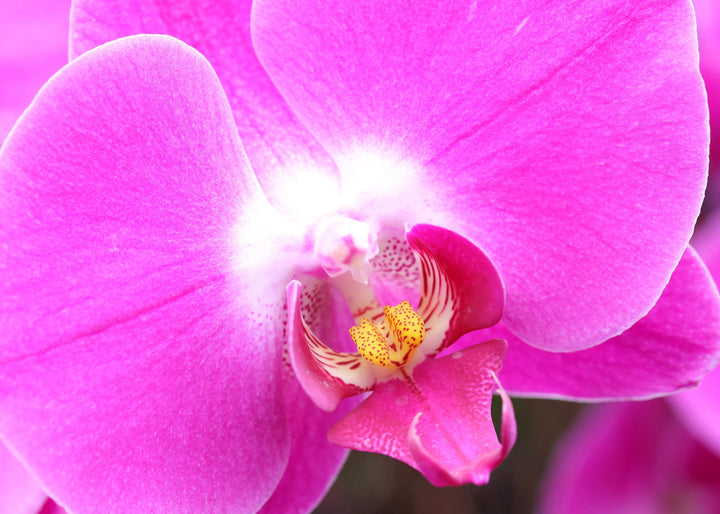 Baby Pink Phalaenopsis Orchid Seeds – Premium Non-GMO Seeds for Planting