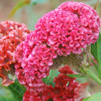 Cristata Flower Seeds – Heirloom Non-GMO Celosia Blooms for Colorful Garden Planting