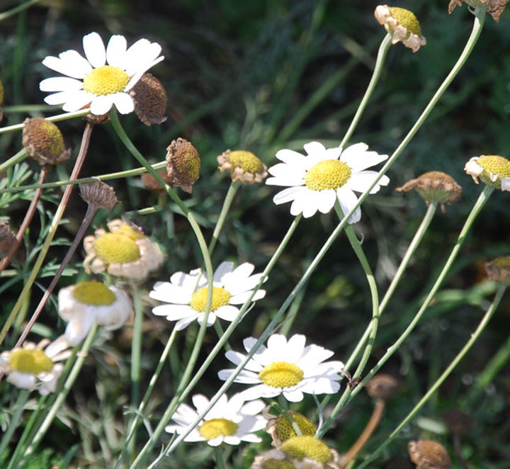 Heirloom White Cinerariifolium Flower Seeds, Non-GMO Natural Insect-Repellent Blooms for Garden Planting