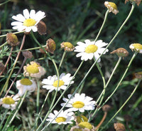 Heirloom White Cinerariifolium Flower Seeds, Non-GMO Natural Insect-Repellent Blooms for Garden Planting