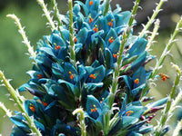 Heirloom Green Blue Puya Plant Seeds – Exotic Flower Seeds for Garden Planting