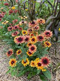 Rudbeckia Sahara Seeds for Planting - NON GMO Seeds