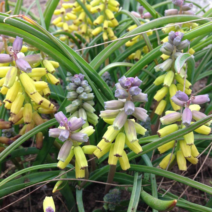 Macrocarpum Seeds for Planting – Organic, Heirloom, Non-GMO Flowering Plant Seeds