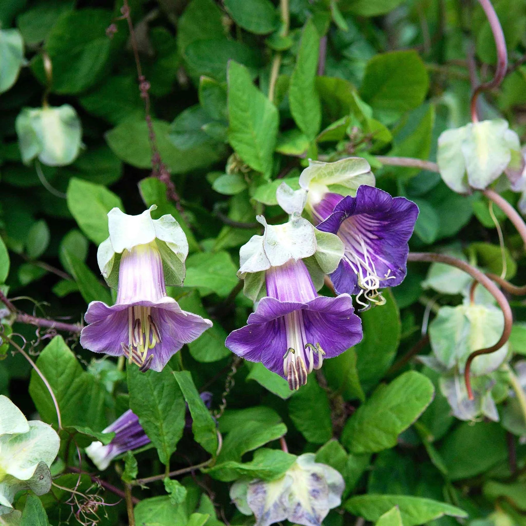 Heirloom Cup and Saucer Flower Seeds, Non-GMO Bell-Shaped Blooms for Cottage Garden Planting