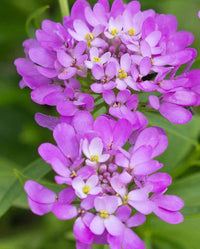 Violet Iberis Flower Seeds for Planting, NON GMO Seeds