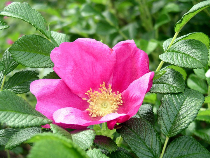 Rosa Rugosa Flower Seeds for Planting, NON GMO Seeds