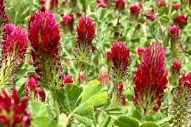 Red Crimson Flower Seeds for Planting NON GMO Seeds