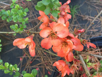 Orange Chaenomeles Flower Seeds – Heirloom, Non-GMO Seeds for Planting Bright Spring Blooms