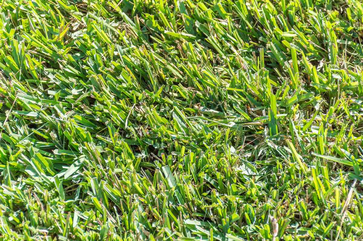 High-Quality Seed for Durable Lawns