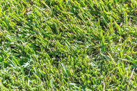 High-Quality Seed for Durable Lawns