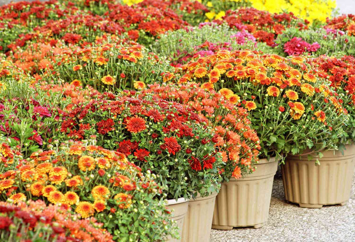 Heirloom Non-GMO Chrysanthemum Flower Seeds – Fall Color Blooms for Garden Planting