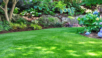 Fast-Growing Lawn Grass Seeds ? Colorful & Durable for Yards