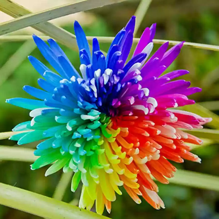 Chrysanthemum Rainbow Flower Seeds for Planting - NON GMO Seeds