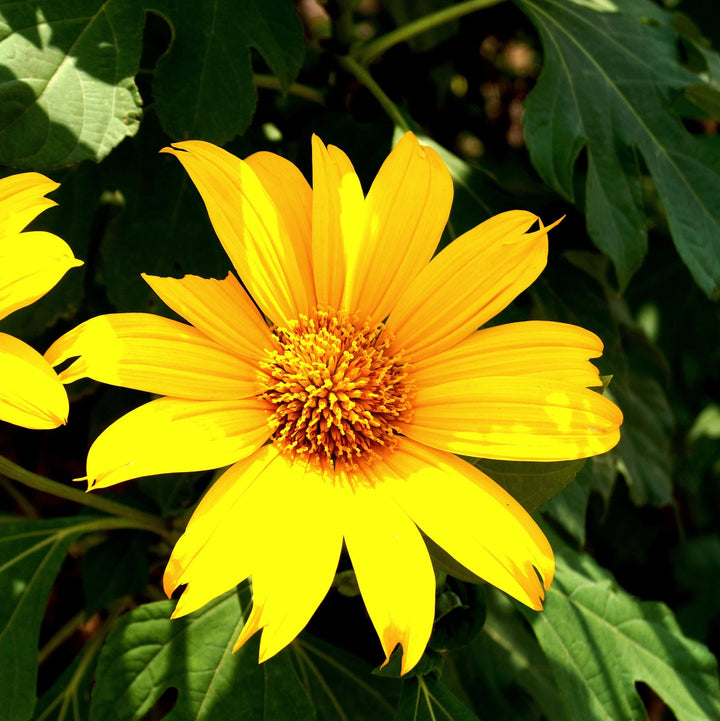 Heirloom Non-GMO Yellow Heliopsis Flower Seeds for Garden Planting – Bright Sun-Like Blooms Variety