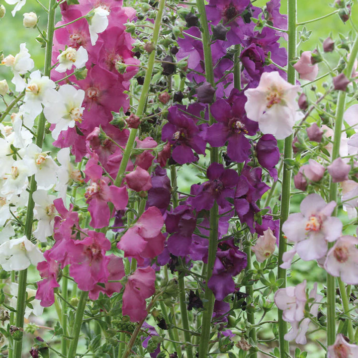 Heirloom Oxtail Verbascum Flower Seeds, Non-GMO Tall Spiked Blooms for Cottage and Wildflower Garden Planting