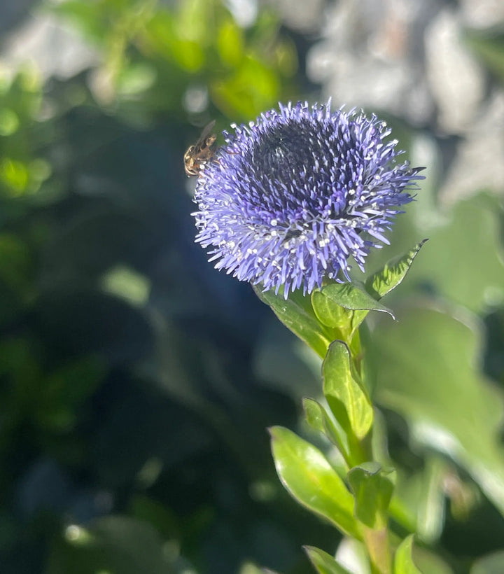 Heirloom Non-GMO Globularia Flower Seeds for Delicate Garden Edges and Seasonal Planting