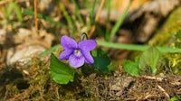 Viola Odorata Plant Seeds Purple for Planting NON GMO Seeds