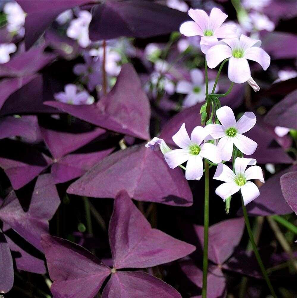 Oxalis Shamrock Plant Seeds – Heirloom, Non-GMO Seeds for Planting Lush Green Garden Foliage