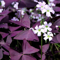 Oxalis Shamrock Plant Seeds – Heirloom, Non-GMO Seeds for Planting Lush Green Garden Foliage