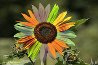 Rainbow Sunflower Seeds for Planting – Grow Colorful, Non-GMO, Easy-to-Grow Blooms in Your Garden