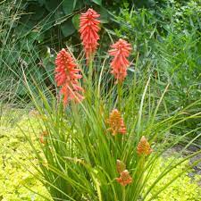 Heirloom Non-GMO Red Kniphofia Flower Seeds for Planting – Striking Torch-Lily Blooming Seeds