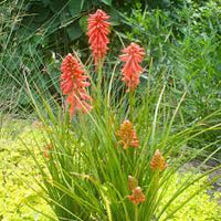Heirloom Non-GMO Red Kniphofia Flower Seeds for Planting – Striking Torch-Lily Blooming Seeds