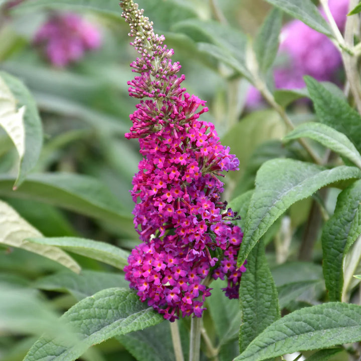 Miss Ruby Pink Flower Seeds for Planting – Organic, Heirloom, Non-GMO Garden Seeds