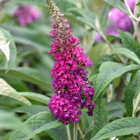Miss Ruby Pink Flower Seeds for Planting – Organic, Heirloom, Non-GMO Garden Seeds