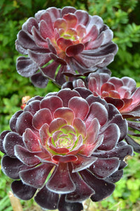 Heirloom Aeonium Flower Seeds, Non-GMO Succulent Blooms for Low-Maintenance Garden Planting