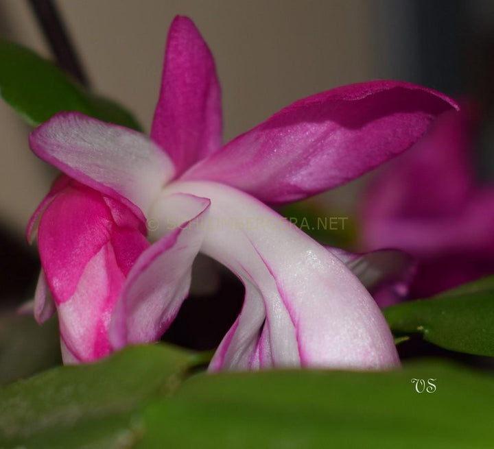 Heirloom Non-GMO Purple White Schlumbergera Plant Seeds for Garden Planting – Festive Cactus Blooms