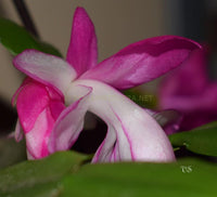 Heirloom Non-GMO Purple White Schlumbergera Plant Seeds for Garden Planting – Festive Cactus Blooms