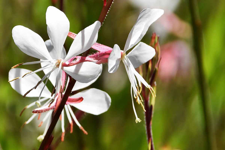 Lindheimeri White Flower Seeds for Planting – Organic, Heirloom, Non-GMO Seeds